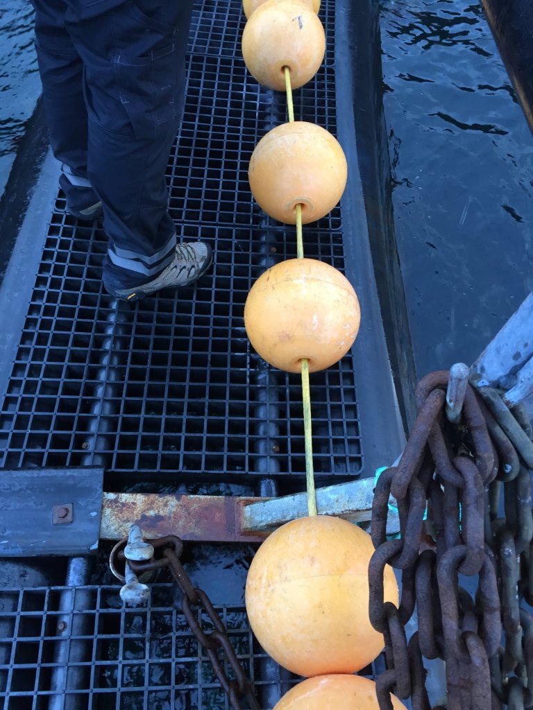 Figur 10: Perlebandet som ble brukt hadde store mellomrom mellom kulene Foto: © Fiskeridirektoratet Figur 10: Perlebandet som ble brukt hadde store mellomrom mellom kulene Foto: © Fiskeridirektoratet