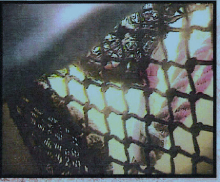 Figur 7: Knuten satte seg fast i den fjerde ringen. Foto:© Selskapet Figur 7: Knuten satte seg fast i den fjerde ringen. Foto:© Selskapet