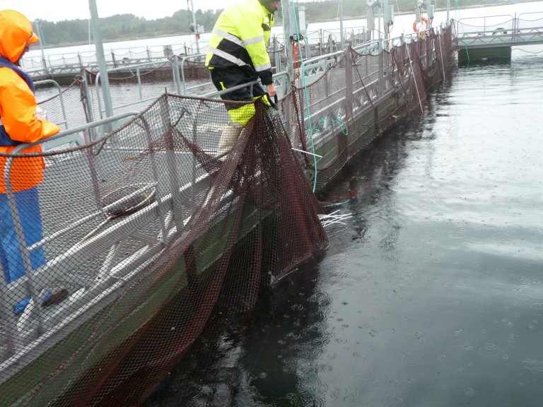 Figur 3: Noten ble linet opp på notkroker. Foto: © Fiskeridirektoratet Figur 3: Noten ble linet opp på notkroker. Foto: © Fiskeridirektoratet