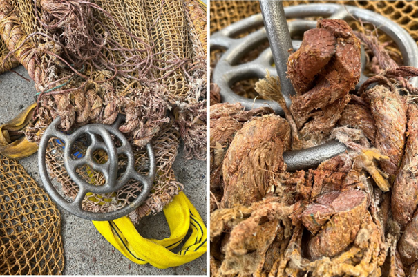 Figur 1. Bilde til venstre viser senterring som var montert på spagettinoten samt de krysstau som fortsatt satt på. Bildet til høyre viser et oppskåret øye og slitasjen inn mot senterringen. Foto: Fiskeridirektoratet