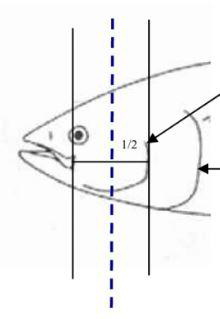 Figur 3: Hvordan kappe otolitter
