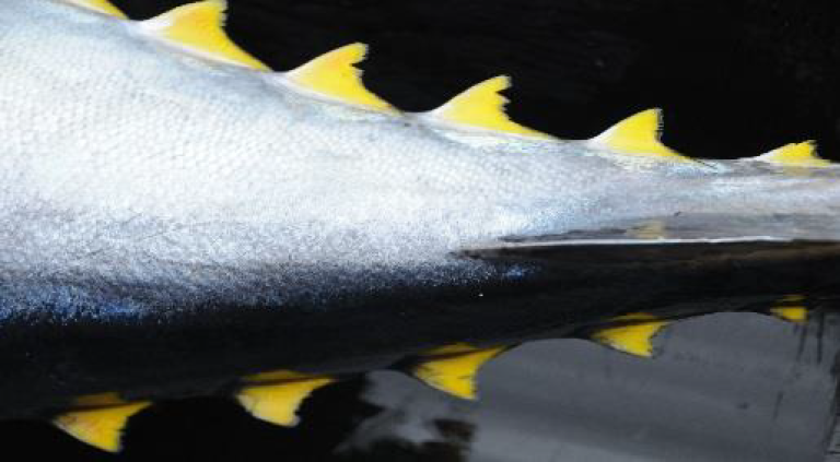 Bilde 1: Halerot på makrellstørje