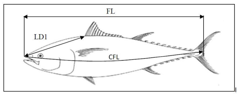 Figur 1: Hvordan måle lengde på en makrellstørje