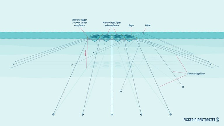 Illustrasjon: Eit akvakulturanlegg sett frå under vann