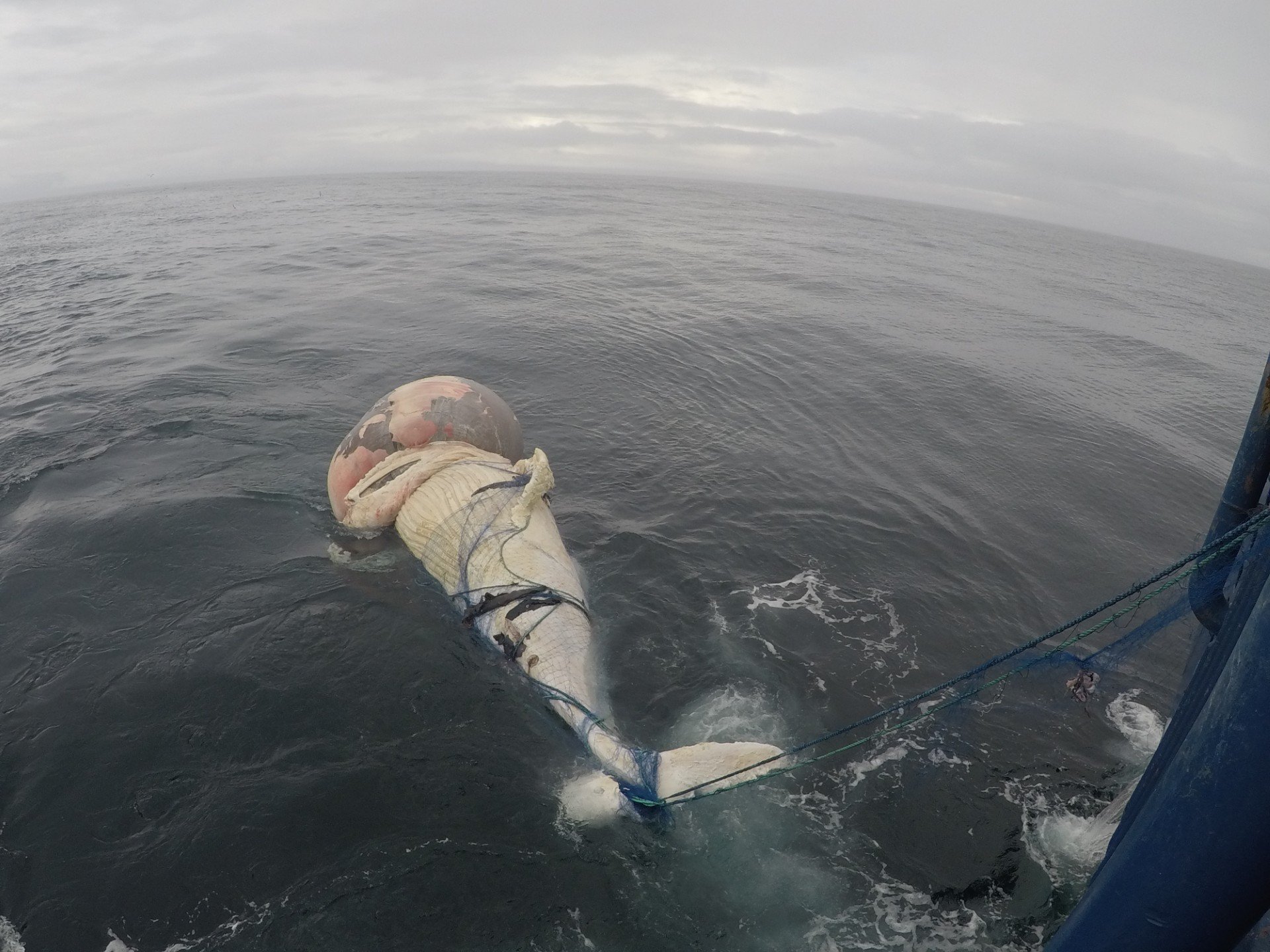 Kval som sit fast i garn. Foto: Fiskeridirektoratet