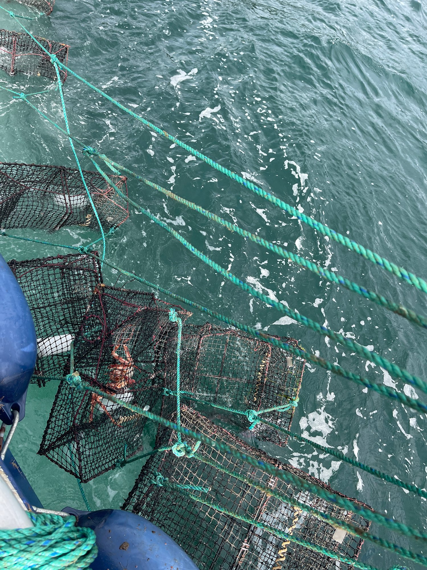 Beslag av teiner fra området rundt Rennesøy, Brimse, Talgje og Finnøy. Foto: Fiskeridirektoratet.