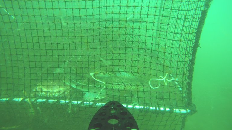 Bilde 2: Torsk ved rømmingshol